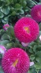 鲜花
