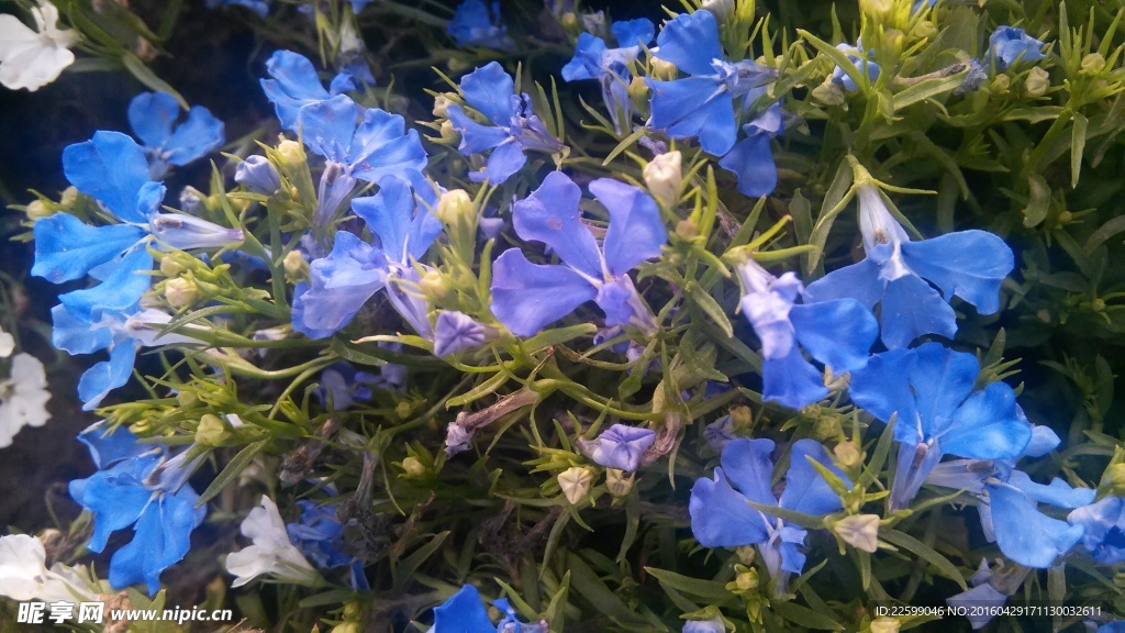 鲜花