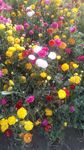 鲜花