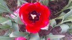 鲜花