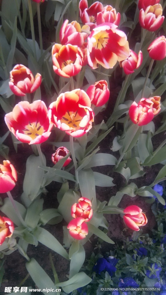 鲜花