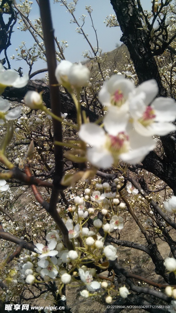 梨花朦胧
