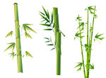 端午节竹子素材