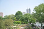 绿色风景
