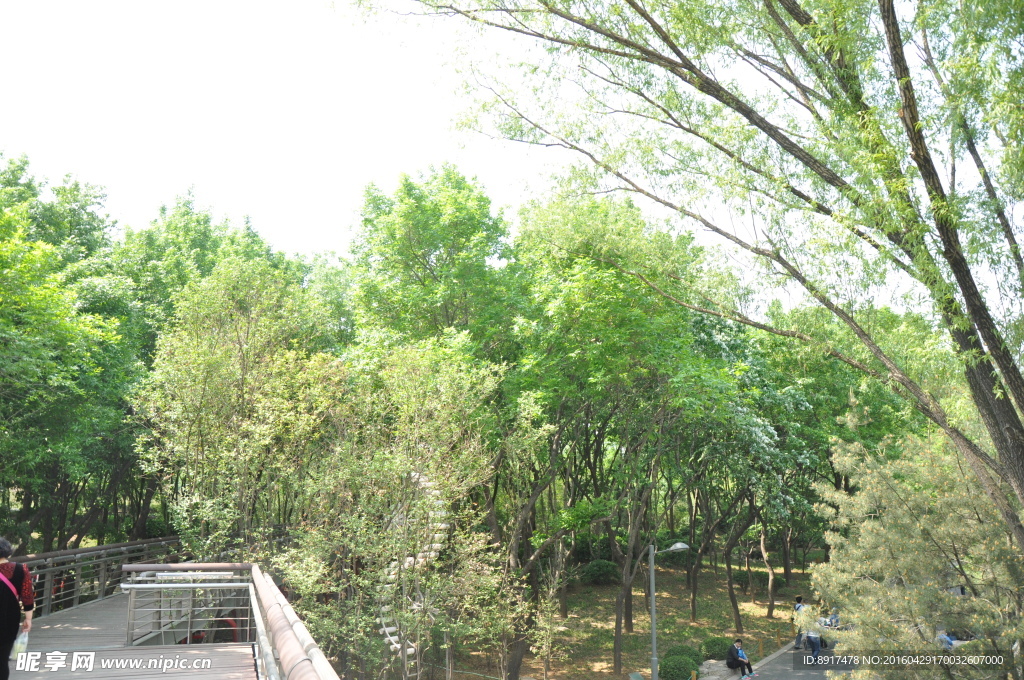 树枝