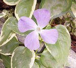 长春花