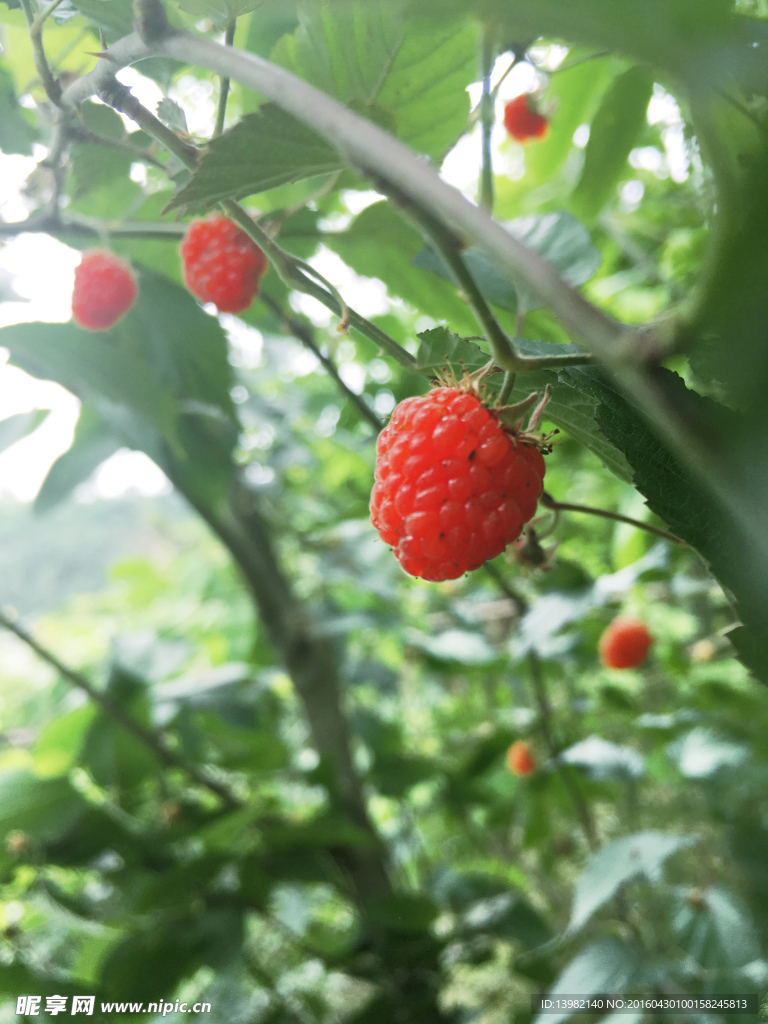 野草莓