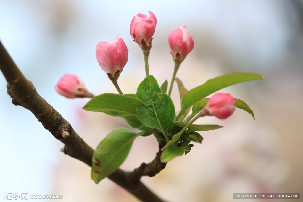 海棠花花蕾