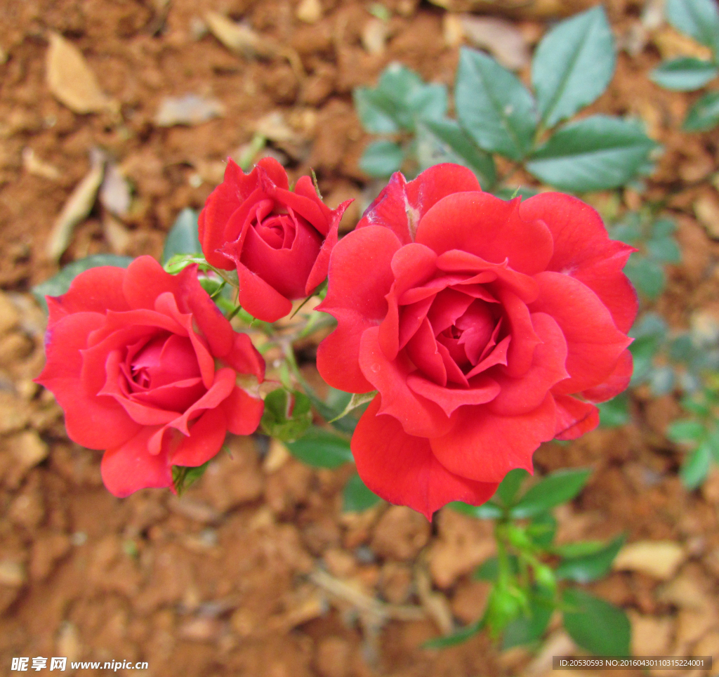 盛开的红玫瑰