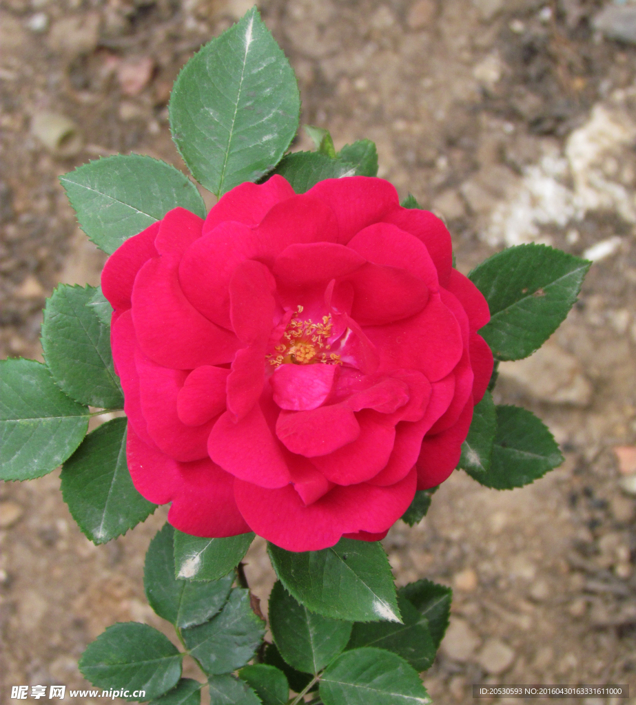一朵盛开的红玫瑰