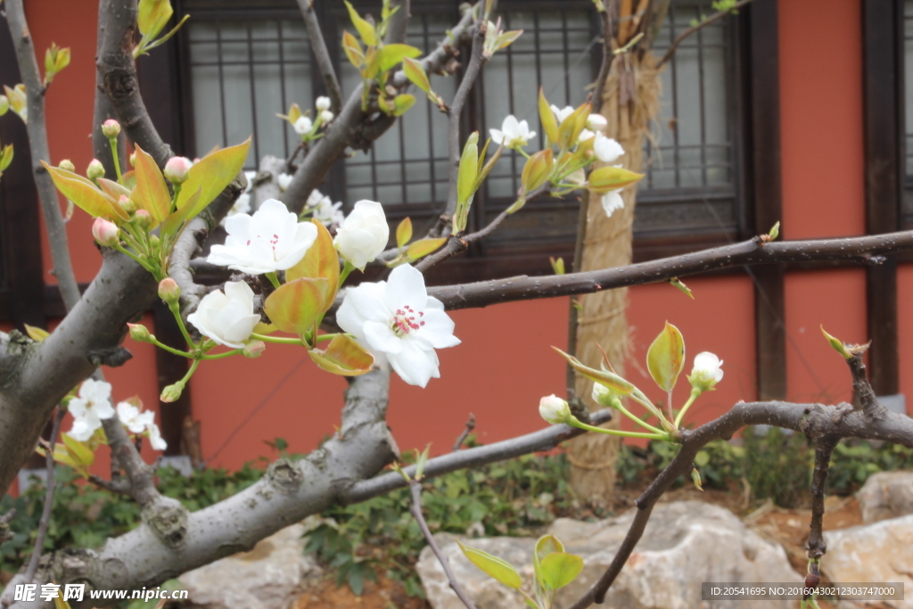 盐湖城的花