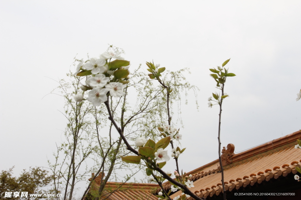 盐湖城的花