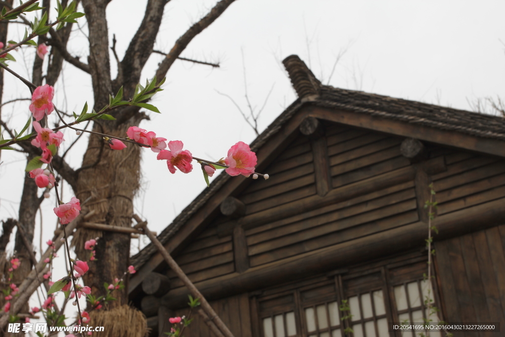 盐湖城桃花