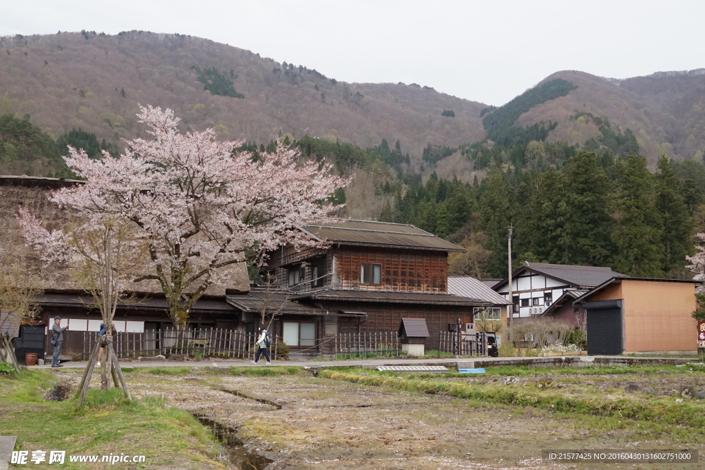 田园一景