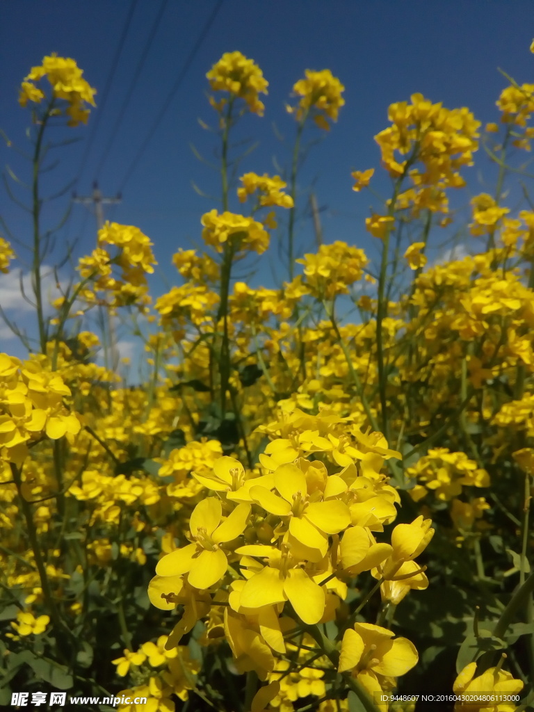 油菜花