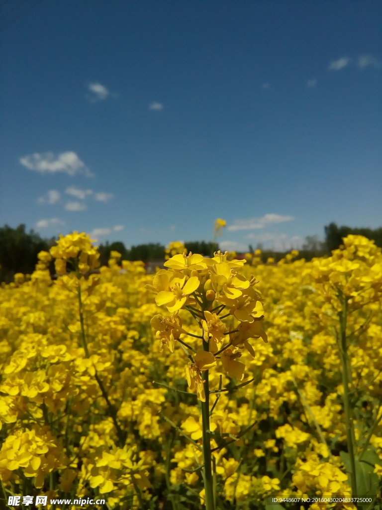 油菜花
