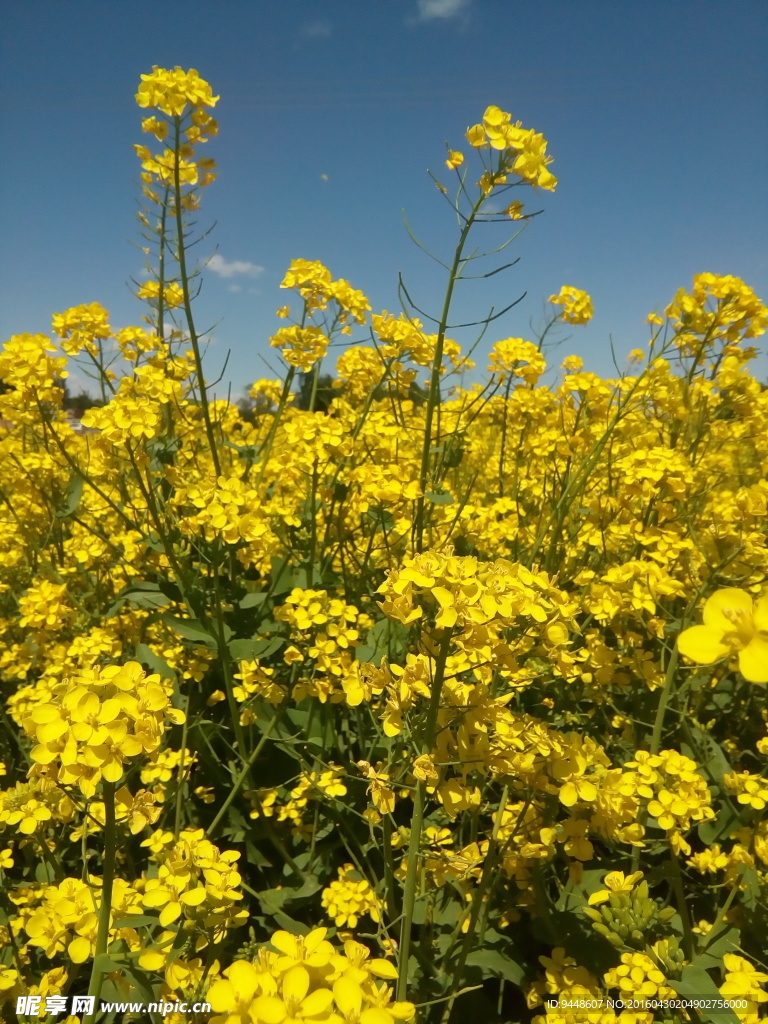 油菜花