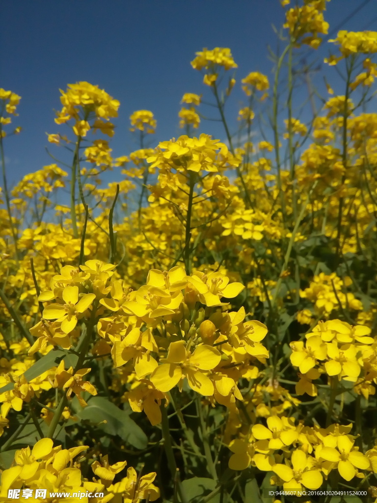 油菜花