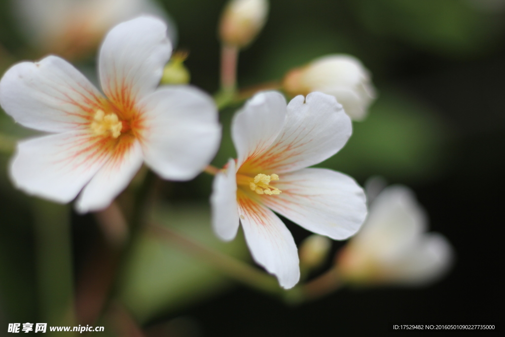 油桐花