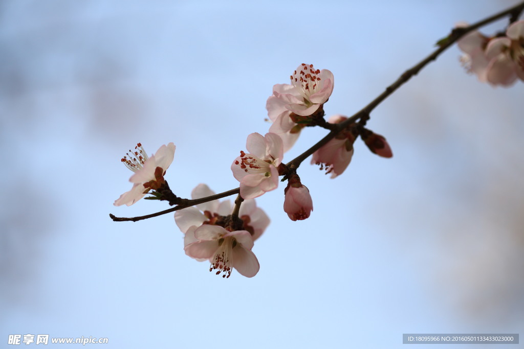 一枝桃花