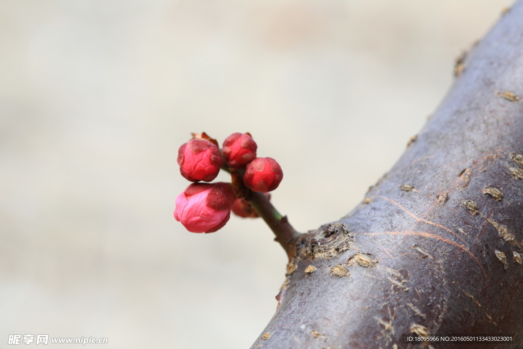 树干上的花蕾