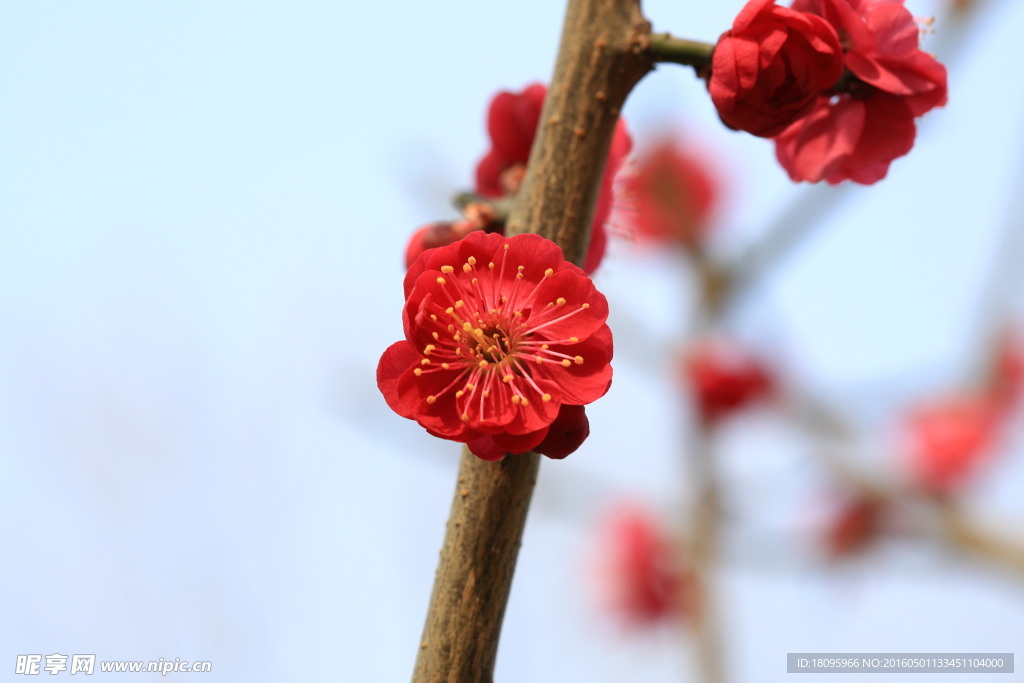 红梅花儿开