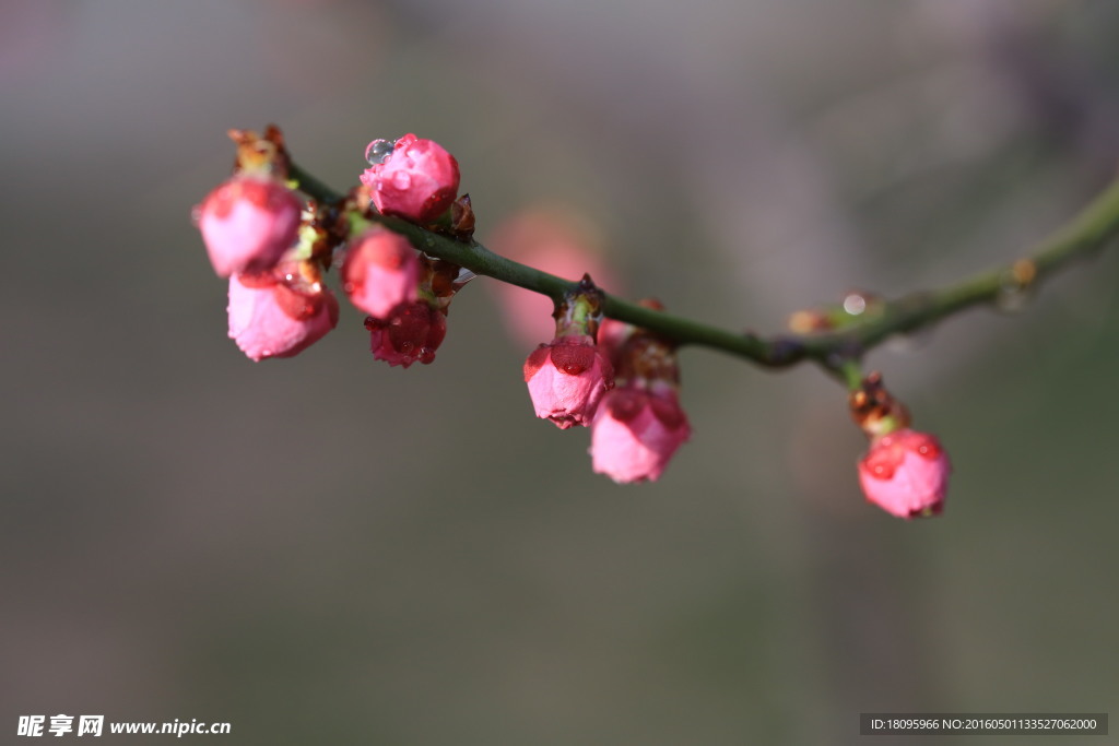 花蕾