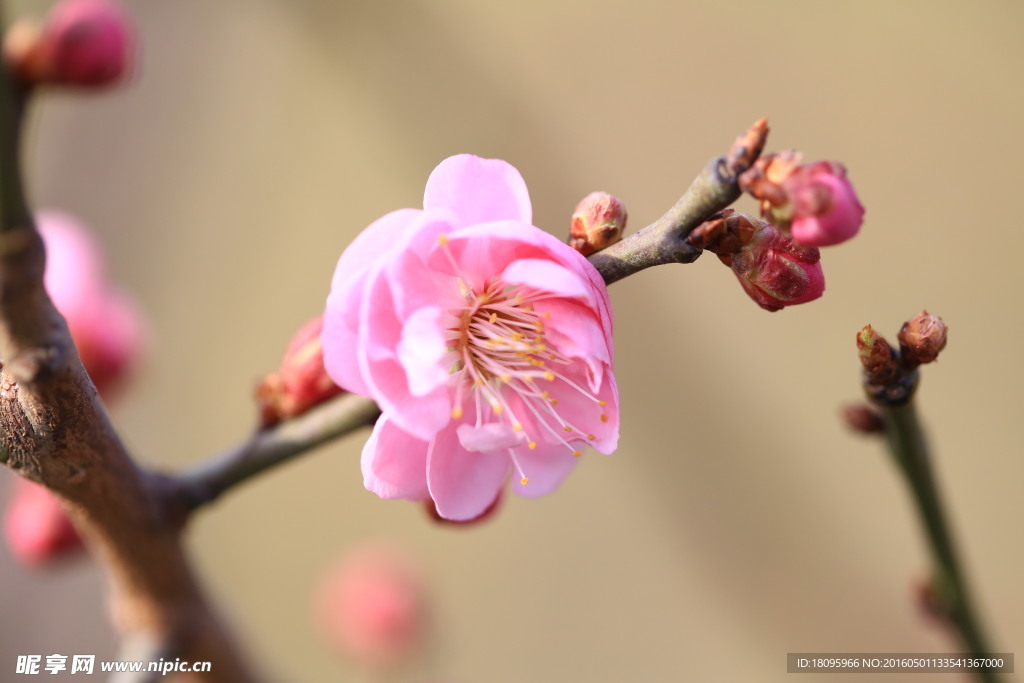梅花