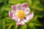 日本株式白芍 花