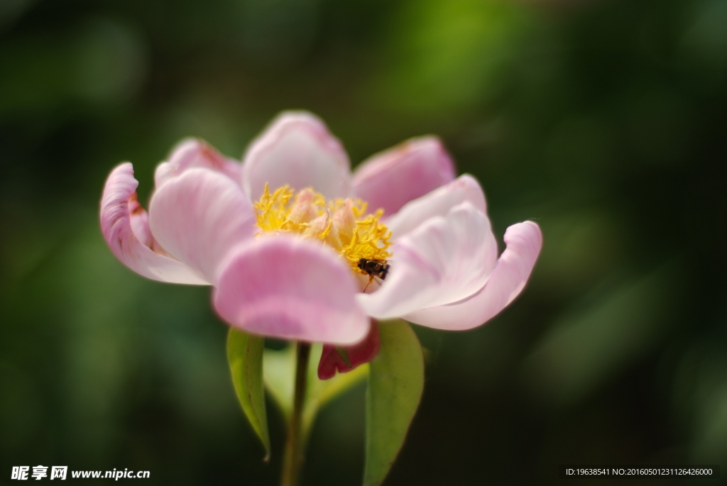 日本株式白芍 花