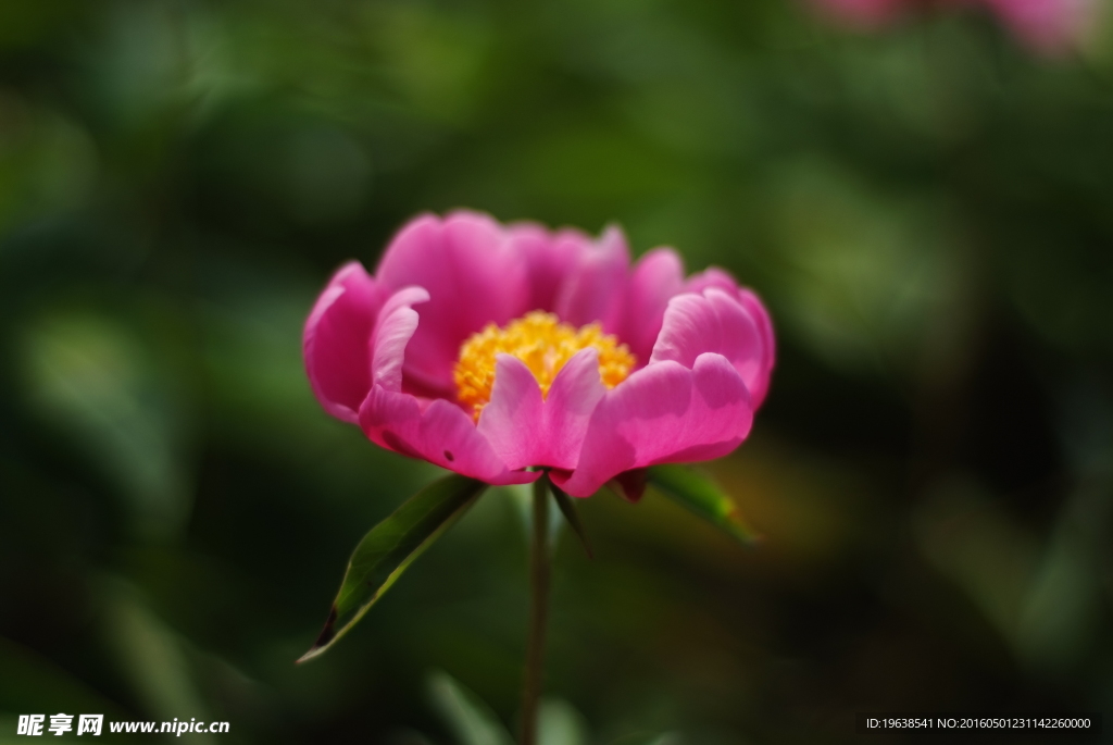 芍药花 白芍