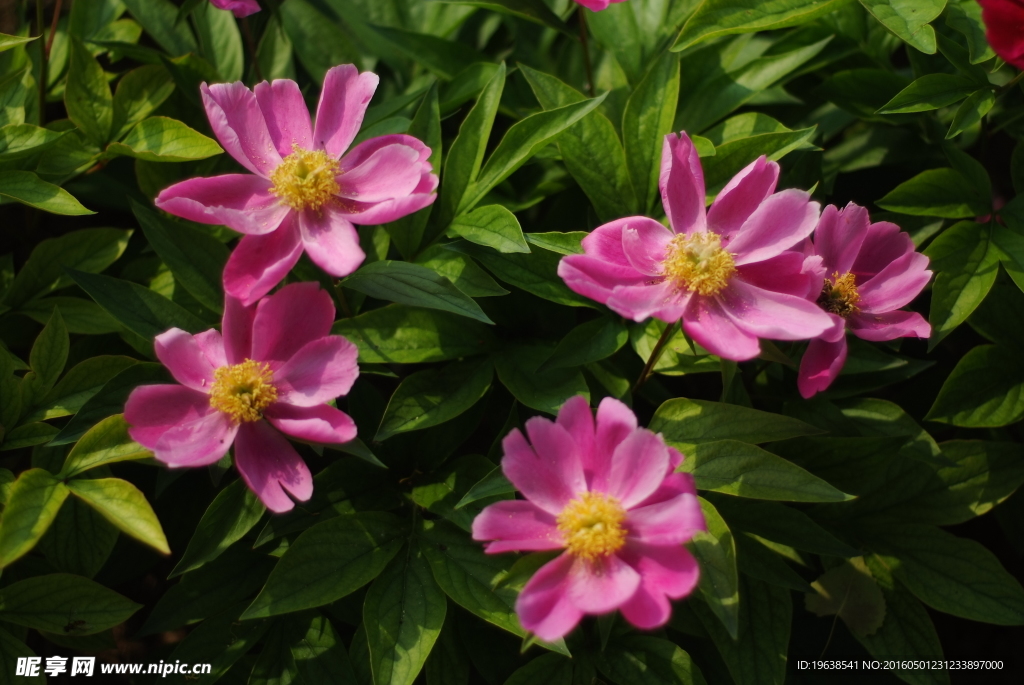 日本株式白芍 花