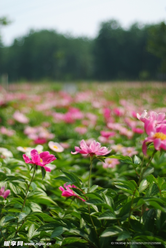 日本株式白芍花种植