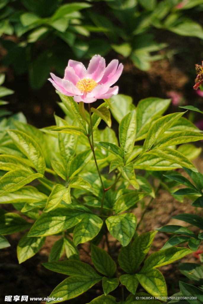 芍药花种植