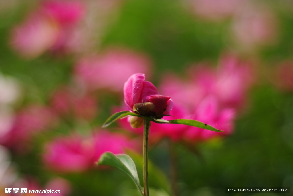 芍药花 白芍