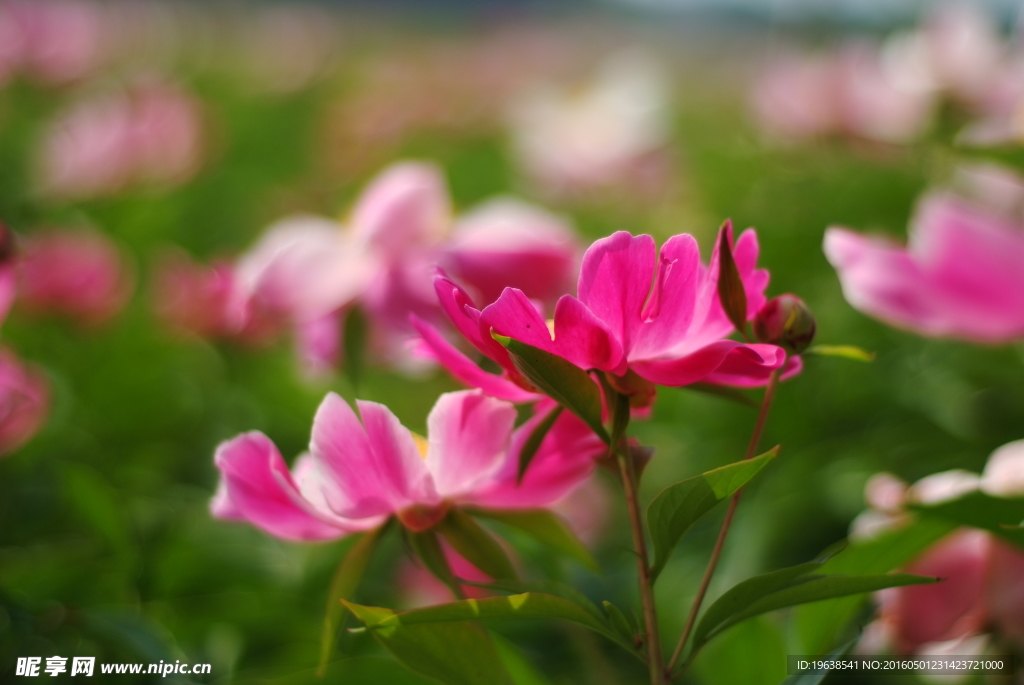 芍药花 白芍