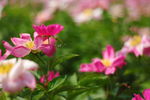 日本株式白芍 花