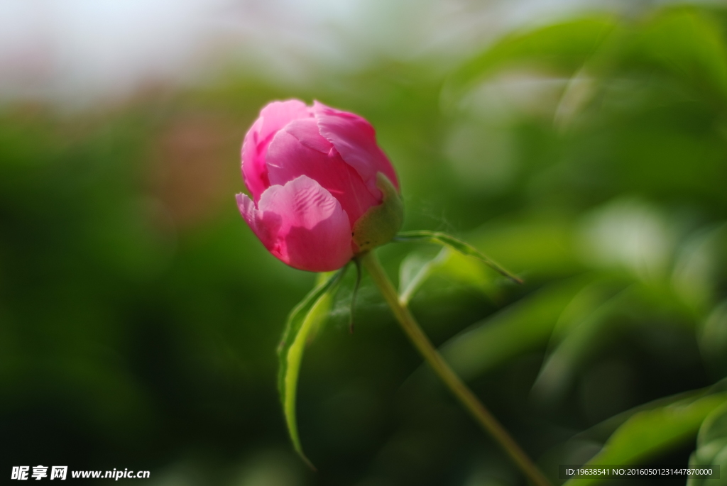 芍药花白芍花骨朵