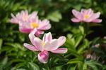 日本株式白芍 花