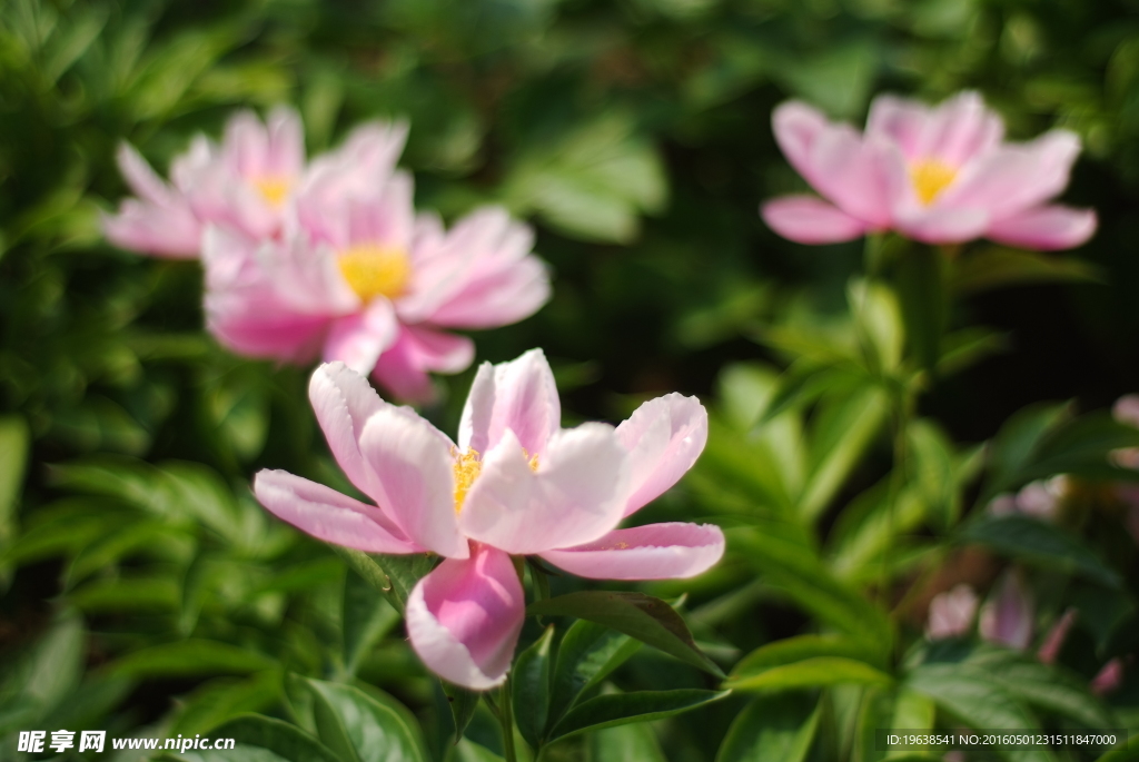 日本株式白芍 花