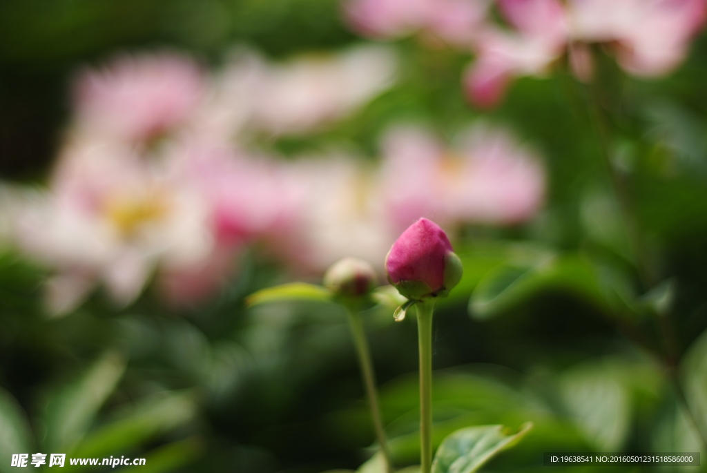 芍药花 白芍