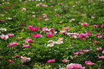 日本株式白芍 花种植基地