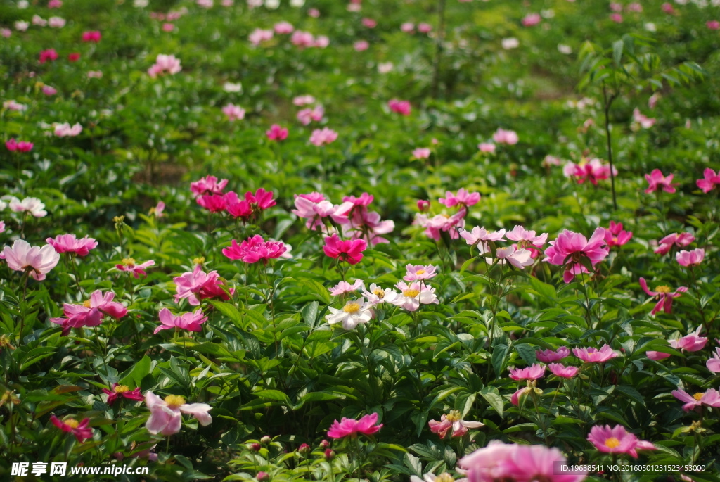 日本株式白芍 花种植基地