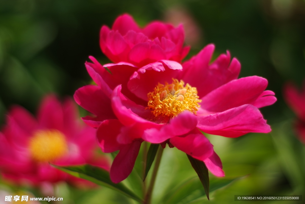 日本株式白芍 花