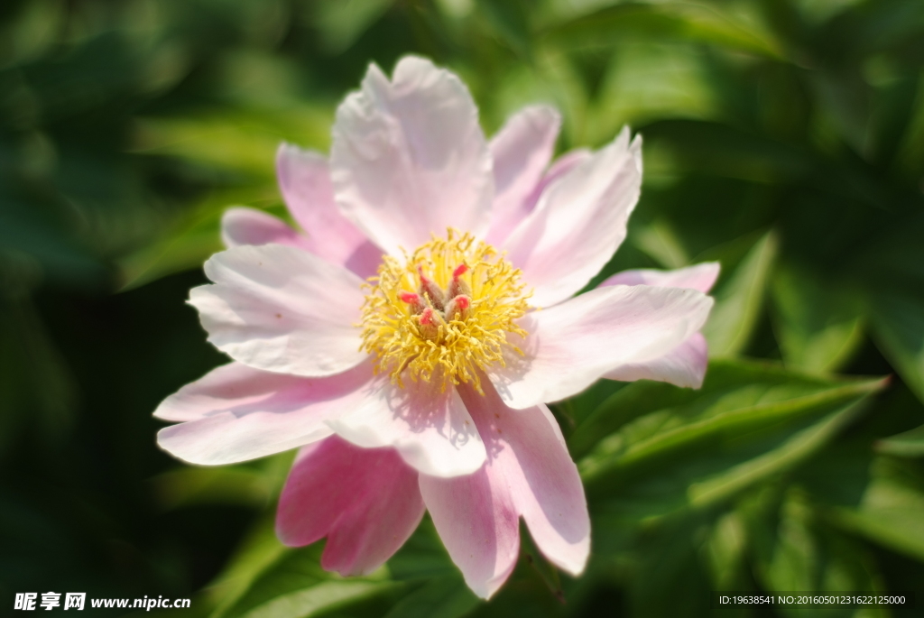 日本株式白芍 花