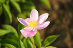 日本株式白芍 花