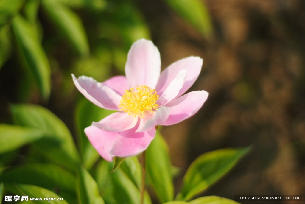 日本株式白芍 花