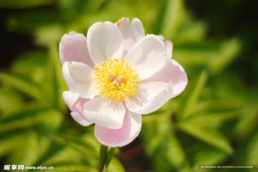 日本株式白芍