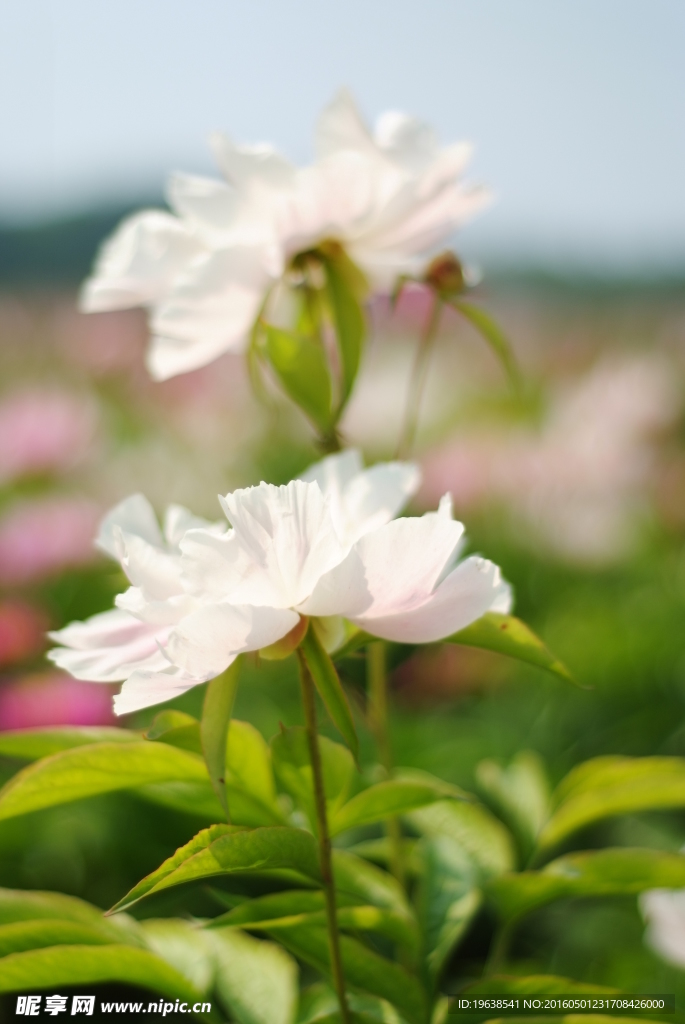 日本株式白芍 花