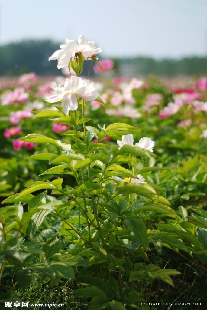 日本株式白芍 花